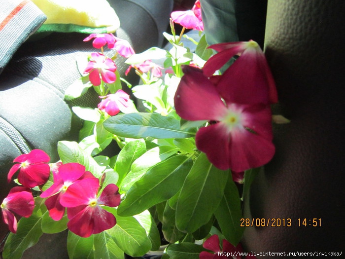 IMG_3130 (700x525, 226Kb)