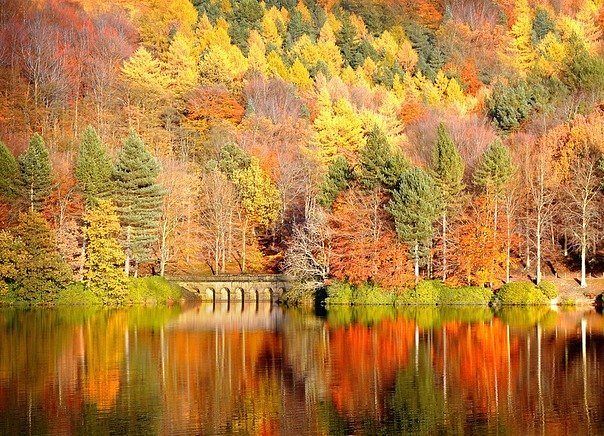 getImage.jpeg2 (604x436, 110Kb)