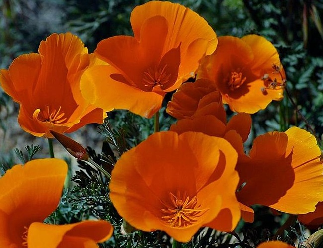 4698066_0d24cd7e660e9cca132a776be7578002 (650x498, 120Kb)
