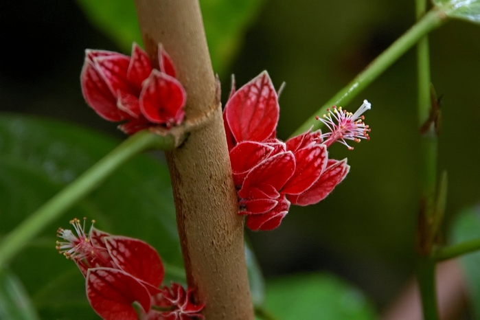 Goethea strictiflora