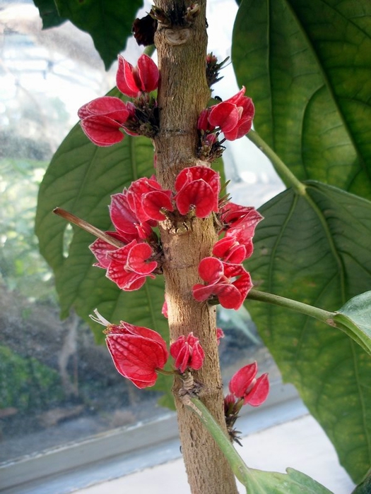 Goethea strictiflora