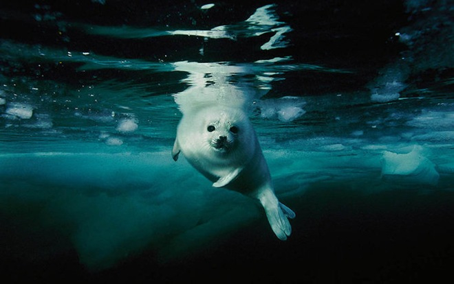 UnderwaterPhotographyByBrianSkerry5 (660x414, 194Kb)