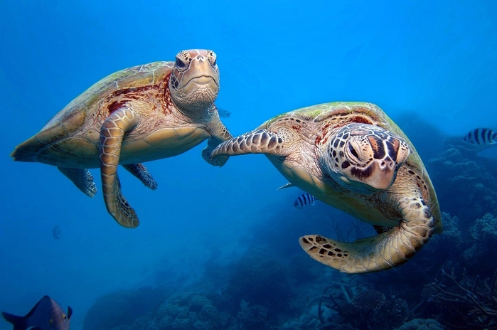 turtles_Great_Barrier_Reef_protofoto.ru_middle7 (700x464, 193Kb)