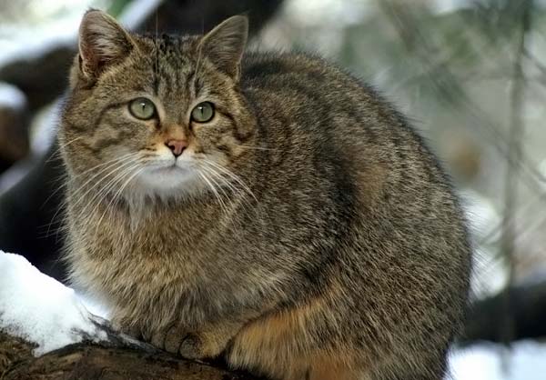Европейская дикая лесная кошка(Felis silvestris). Обсуждение на  LiveInternet - Российский Сервис Онлайн-Дневников