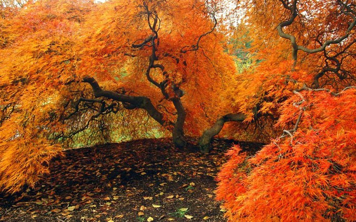 autumn-wallpaper-054 (700x437, 149Kb)