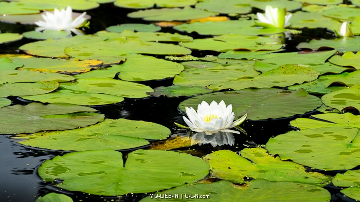 DSC_0154 (700x394, 272Kb)