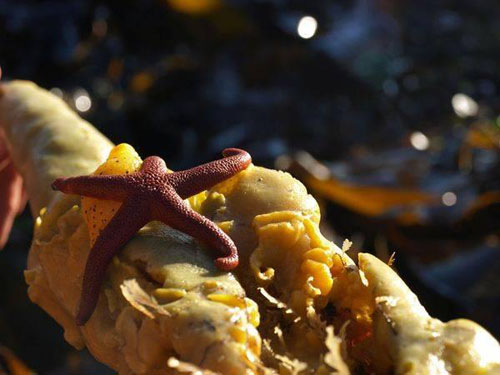starfish08 (500x375, 56Kb)