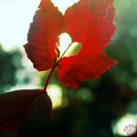 e960332e0f79 (150x150, 52Kb)