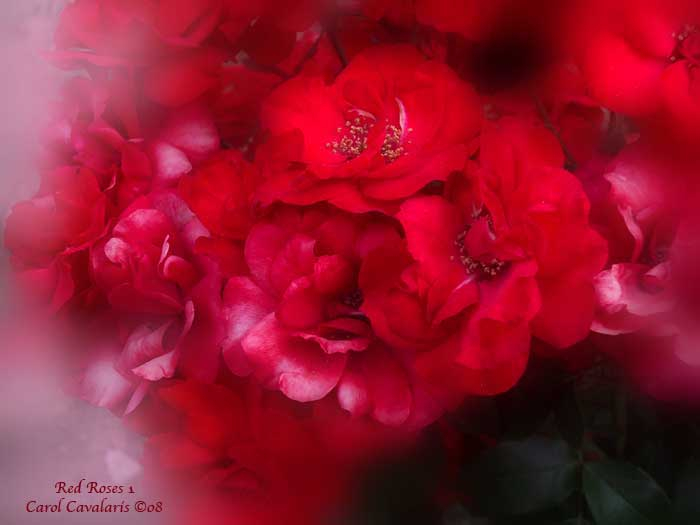 10_RedRoses1_Pic (700x525, 205Kb)