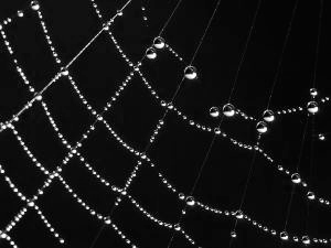 798px-spider_web_luc_viatour (300x225, 50Kb)