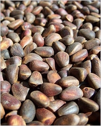 20101018-pine-nuts_2 (200x250, 83Kb)