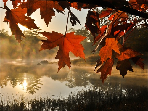 osennee_utro_ (500x375, 81Kb)