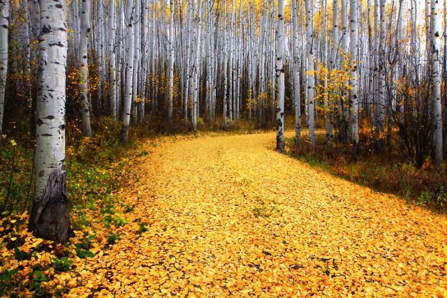 getImage.jpeg0 (640x427, 105Kb)