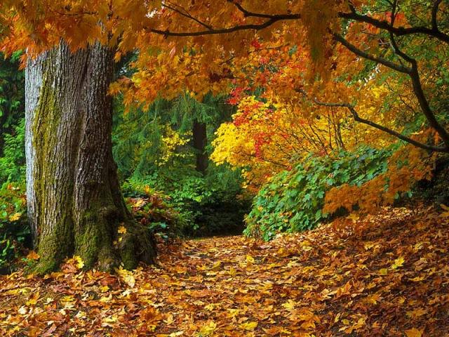 104570359_large_1783131310 (640x480, 100Kb)