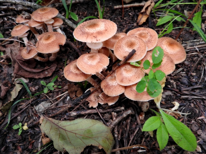 5559494_DSCN5148 (700x525, 328Kb)