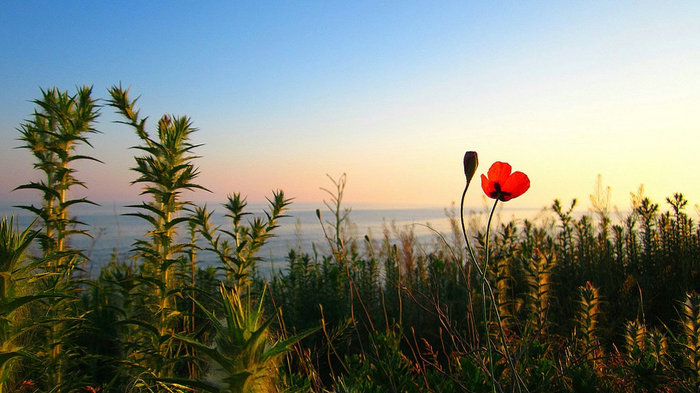 pic (5) (700x393, 84Kb)