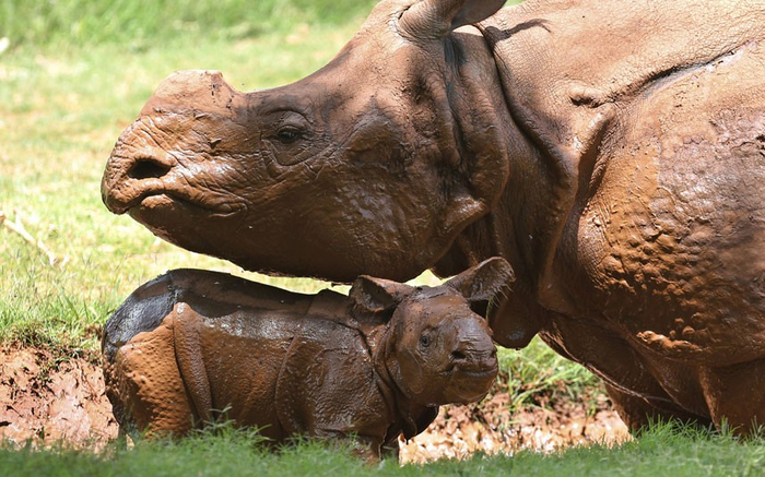 Носороги (700x437, 395Kb)