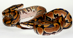  P1120075 (700x363, 329Kb) Python regius the photo by art of Pogrebnoj-Alexandroff