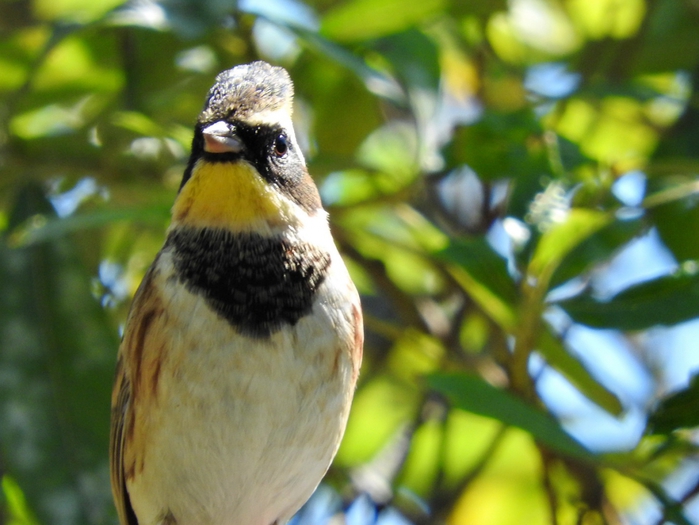 5559494_DSCN5490 (700x525, 239Kb)