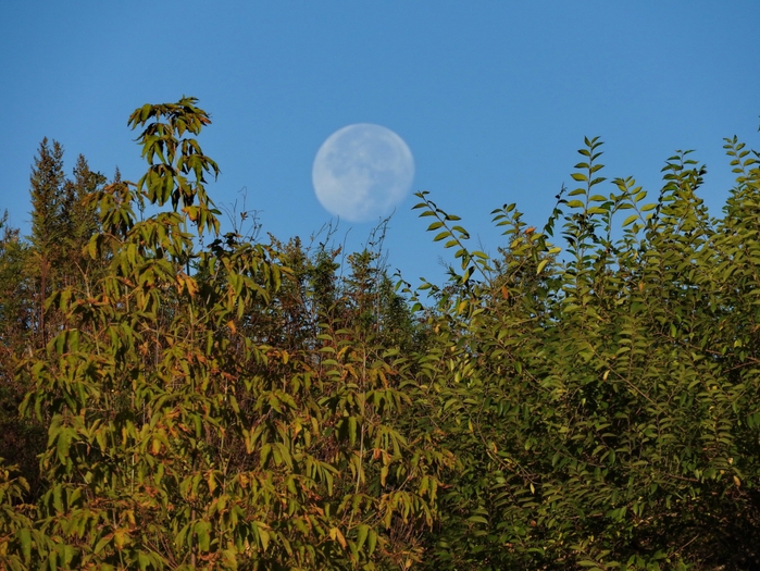 5559494_DSCN5562 (700x525, 342Kb)