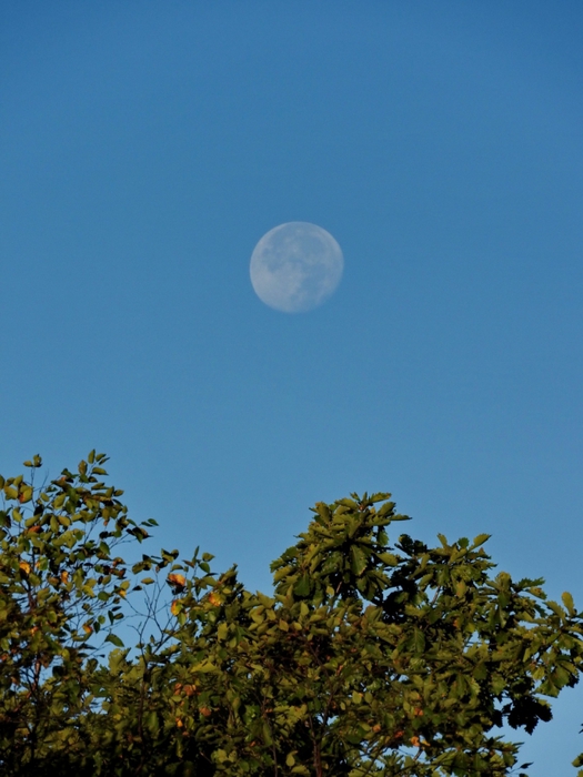 5559494_DSCN5569 (525x700, 242Kb)