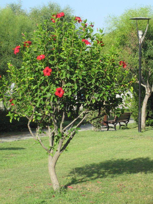 IMG_5275 (525x700, 181Kb)