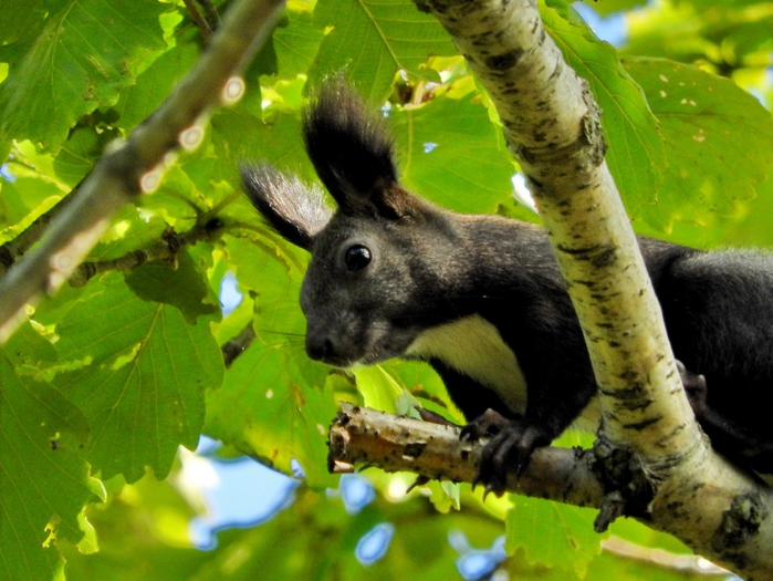 5559494_DSCN5720 (700x525, 289Kb)