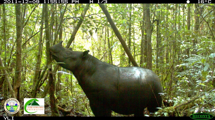 Sumatran-Rhinoceros-photographed-in-Gunung-Leuser-National-Park-inside-Leuser-Landscape-Leuser-International-Foundation-and-the-Gunung-Leuser-National-Park1 (700x393, 245Kb)