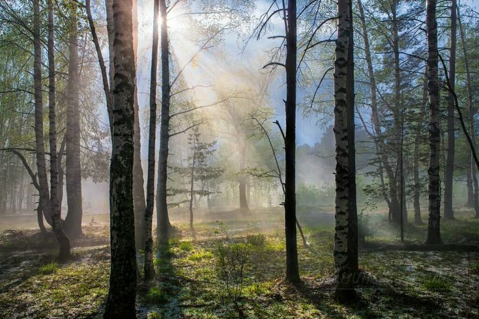 Картинки грозы в лесу