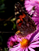 бабочка репейница, бабочки Юга России/683232_babochka2_m (150x197, 21Kb)