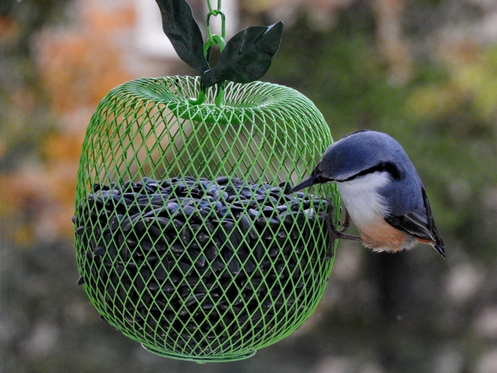5559494_DSCN6520 (700x525, 305Kb)