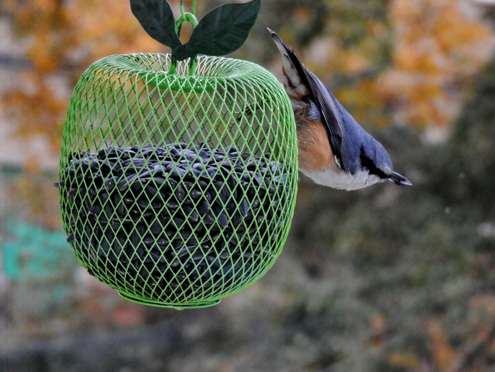 5559494_DSCN6527 (700x525, 305Kb)