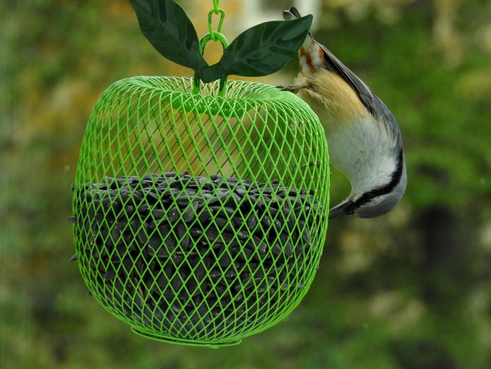 5559494_DSCN6529 (700x525, 297Kb)