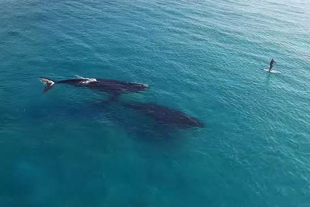 Paddle-Boarding-with-Whales-in-Esperance-Western-Australia (615x410, 37Kb)