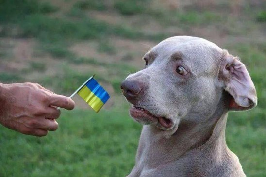 русская собака в шоке украина (548x365, 146Kb)