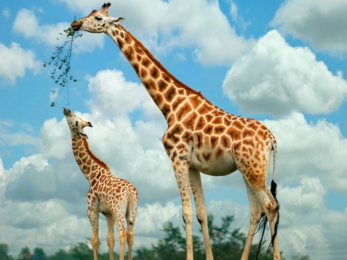 animals-baby-giraffe-free_317146 (700x525, 228Kb)