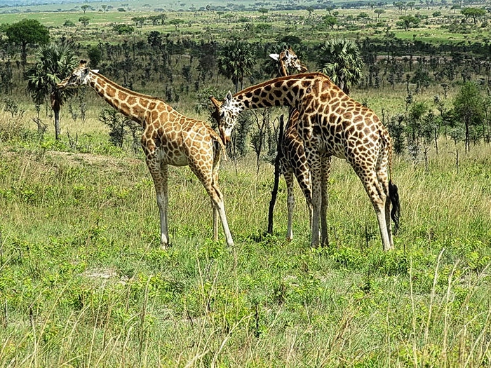 Rothschild_giraffe_in_Murchison_Falls_National_Park (700x525, 424Kb)
