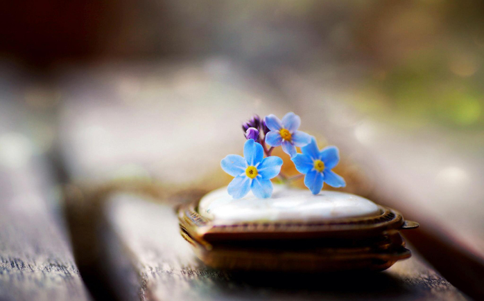 pretty-flowers-desktop-background-512915 (600x405, 228Kb)