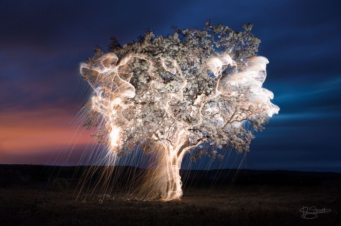 tree (700x465, 83Kb)