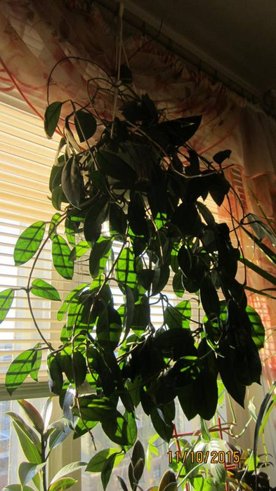 IMG_2608 (393x700, 331Kb)