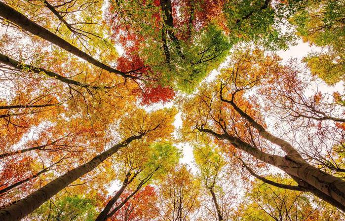 Autumn (700x448, 114Kb)