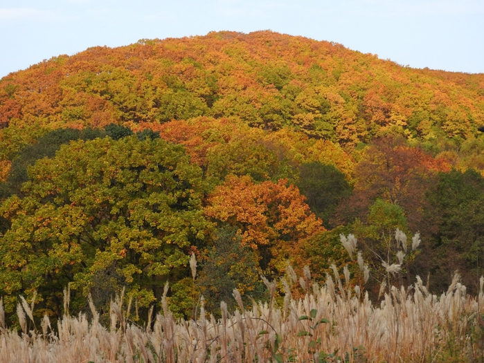 5559494_DSCN8023 (700x525, 349Kb)