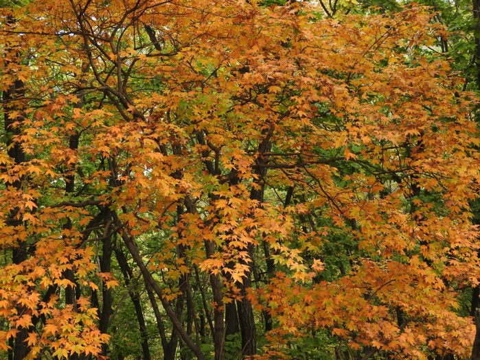 5559494_DSCN6364 (700x525, 426Kb)