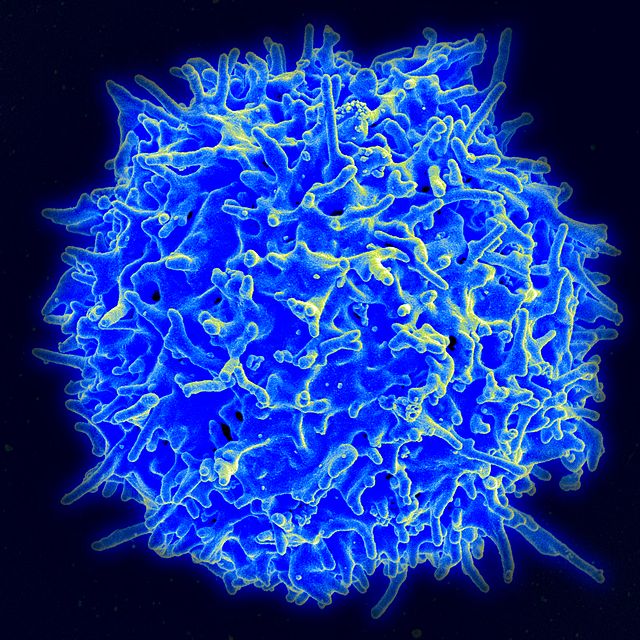 2979159_640pxHealthy_Human_T_Cell (640x640, 129Kb)
