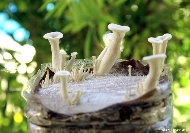 grow-mushrooms-on-coffee-grounds-apieceofrainbowblog-5 (650x454, 167Kb)