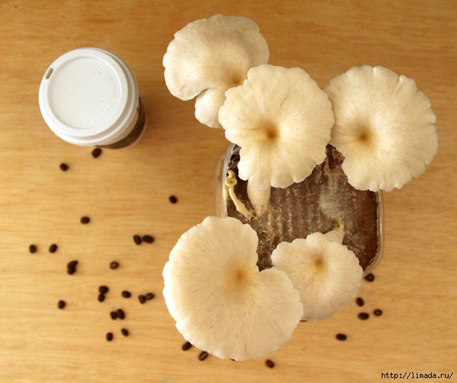 grow-mushrooms-on-coffee-grounds-apieceofrainbowblog-31 (650x545, 183Kb)