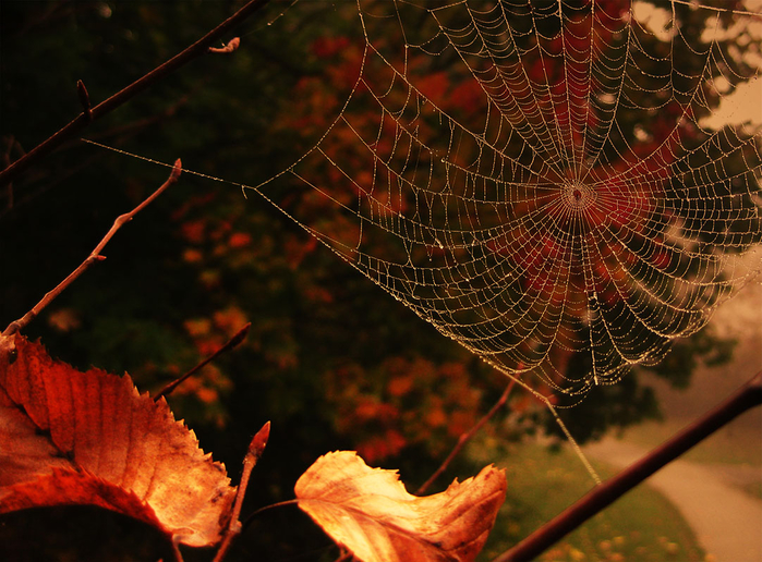 picturecontent-pid-5fa57-et-106fb939 (700x516, 487Kb)