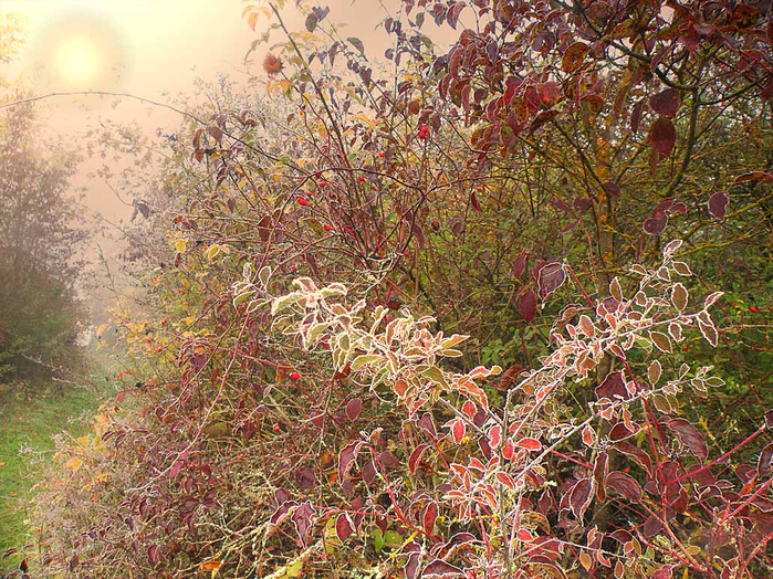 picturecontent-pid-38993-et-afcba32 (700x524, 623Kb)