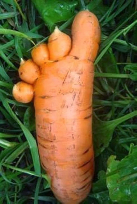 image (469x700, 313Kb)