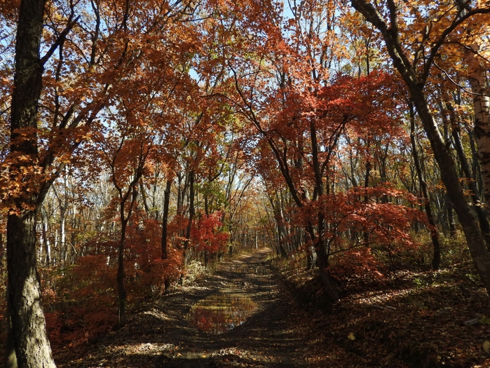 5559494_DSCN8765 (700x525, 409Kb)